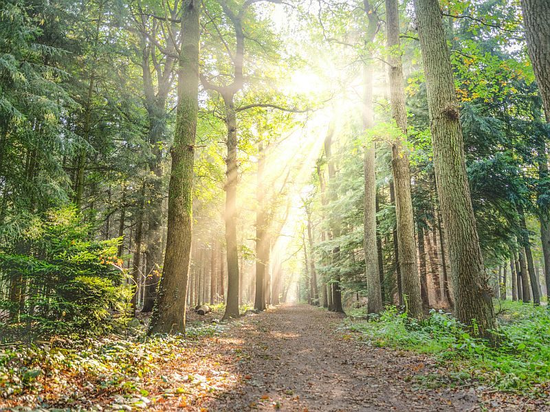 flow over force - strategies for mindful solopreneurs - bloompreneurs