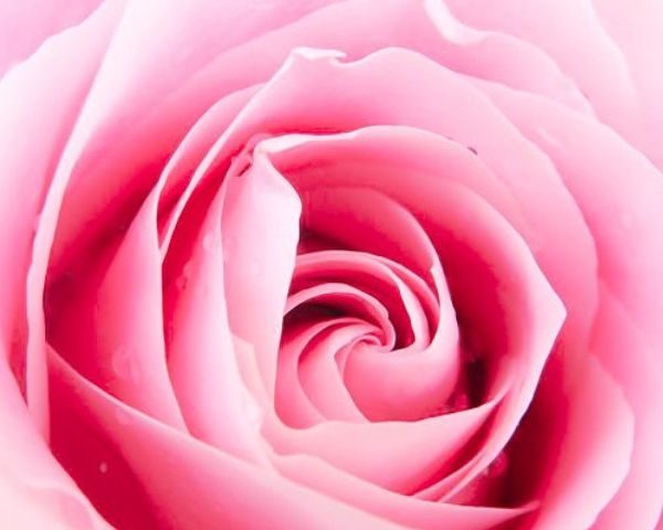 50+ Aesthetic Rose Pictures for Your Business Social Media & Website (Free Images)