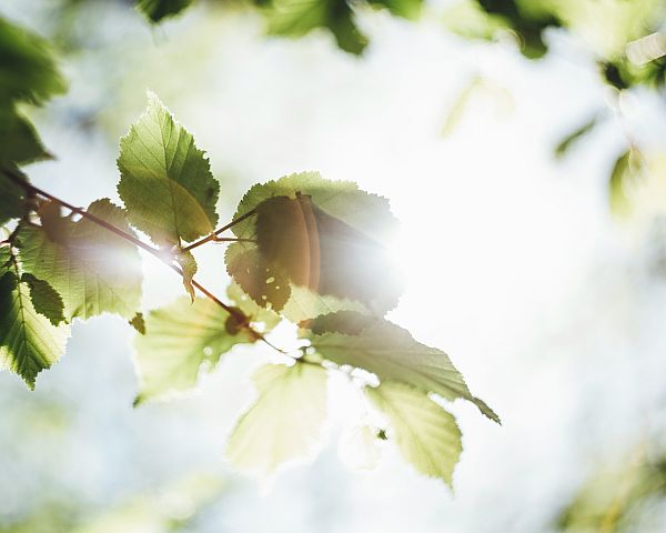 100+ Nature Aesthetic Pictures for Your Business Branding, Social Media & Website