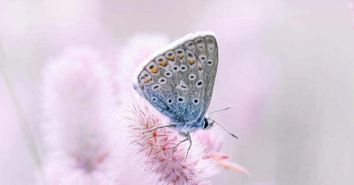 How Heart-Shaped Life Led Me to AI – The unexpected story behind The Bloompreneur Program
